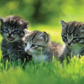 Fototapeta na zeď Kittens L-220