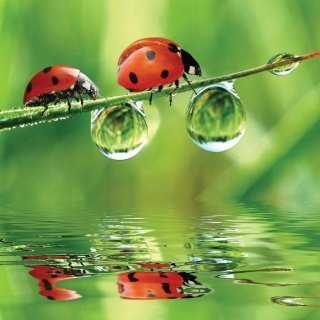 Fototapeta na zeď Ladybird L-223