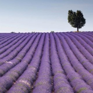 Fototapeta na zeď Lavender Field L-186