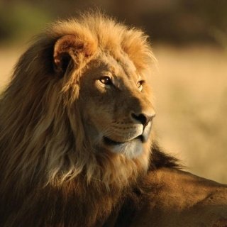 Fototapeta na zeď Lion L-209