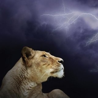 Fototapeta na zeď Lioness L-224