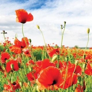 Fototapeta na zeď Red Poppies L-188
