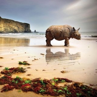Fototapeta na zeď Rhinoceros L-214