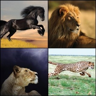 Fototapeta na zeď Safari Collage L-228