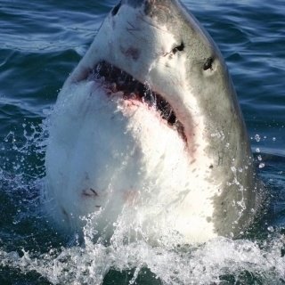 Fototapeta na zeď Shark L-222