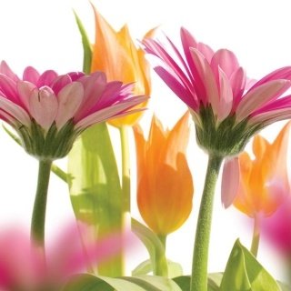 Fototapeta na zeď Spring Flowers L-193