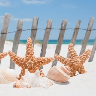 Fototapeta na zeď Starfish L-178