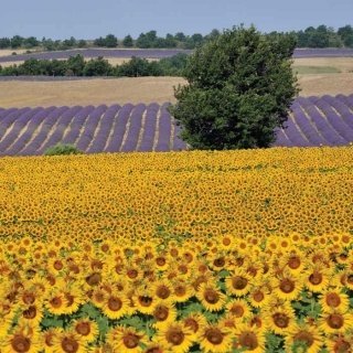 Fototapeta na zeď Sunflowers L-197