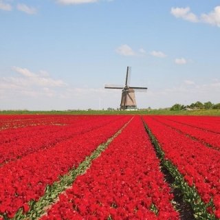 Fototapeta Tulips and Wind Mill L-192