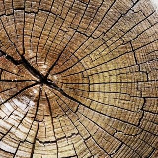 Fototapeta na zeď Wood L-154