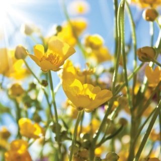 Fototapeta na zeď Yellow Flowers L-189