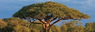 Fototapeta na zeď Acacia Tree M-118