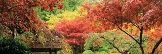 Vliesová fototapeta Colorful Trees M-121
