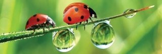 Vliesová fototapeta Ladybird M-188