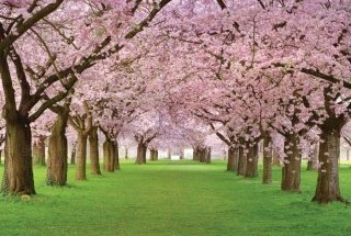 Vliesová fototapeta Dimex Cherry Trees XL-139 330x220 cm