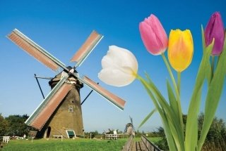Vliesová fototapeta Dimex Wind Mill XL-148 330x220 cm