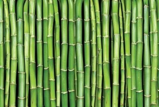 Vliesová fototapeta Dimex Bamboo XL-160 330x220 cm