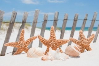 Vliesová fototapeta Dimex Starfish XL-178 330x220 cm