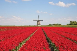 Vliesová fototapeta Dimex Tulipány XL-186 330x220 cm