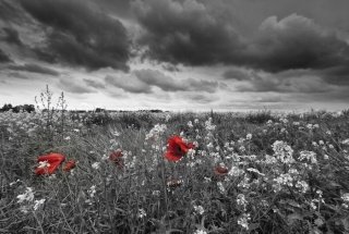 Vliesová fototapeta Dimex Poppies Black XL-195 330x220 cm
