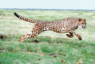 Vliesová fototapeta Dimex Gepard XL-217 330x220 cm