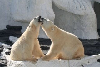 Vliesová fototapeta Polar Bears XL-219 330x220 cm