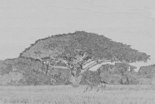 Fototapeta na zeď Acacia Tree XL-315