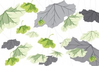 Fototapeta na zeď Leaf on White XL-329