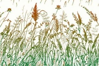 Fototapeta na zeď Grass Brown XL-333