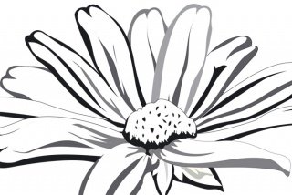 Fototapeta na zeď Black Marguerite XL-334