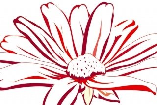 Fototapeta na zeď Red Marguerite XL-335
