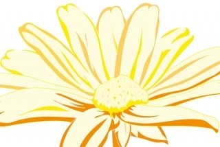 Fototapeta na zeď Yellow Marguerite XL-336