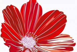 Fototapeta na zeď Red Flower XL-341