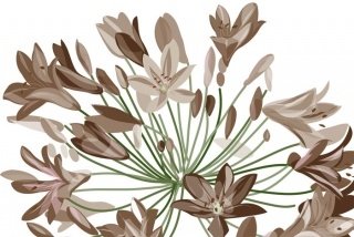 Fototapeta na zeď Brown Flowers XL-348