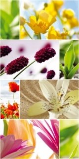 Fototapeta na zeď Flower Collage S-443
