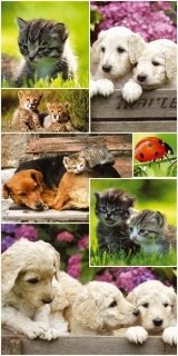 Fototapeta na zeď Pets Collage S-451