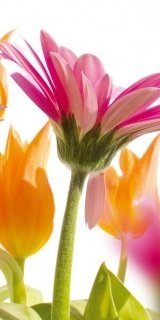 Samolepicí fototapeta Gerbera D011 - 95 x 210 cm