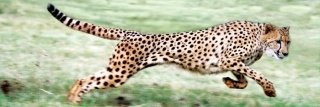 Vliesová fototapeta Gepard M-187