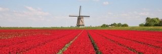 Vliesová fototapeta Tulipány M-171
