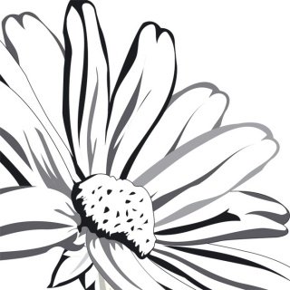 Vliesová fototapeta Black Marguerite L-353