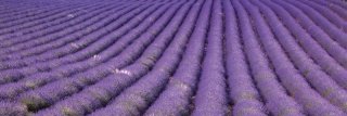 Fototapeta na linku Lavender Field 180 x 60 cm KI180-029