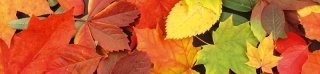 Fototapeta na linku Leaves 260 x 60 cm KI260-027
