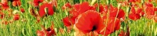 Fototapeta na linku Red Poppies 260 x 60 cm KI260-028