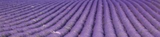 Fototapeta na linku Lavender Field 260 x 60 cm KI260-029