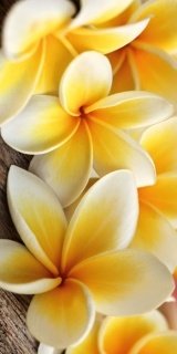 Fototapety na podlahu Dimex Plumeria FL85-016 85x170 cm