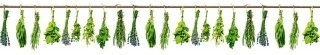 Fototapeta za linku KI350-007 Herbs 350 x 60 cm