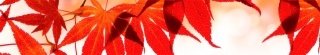 Fototapeta za linku KI350-008 Red Leaves 350 x 60 cm