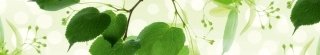 Fototapeta za linku KI350-010 Green Leaves 350 x 60 cm