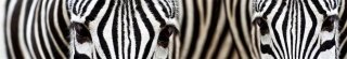 Fototapeta za linku KI350-016 Zebra 350 x 60 cm
