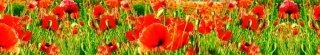 Fototapeta za linku KI350-028 Red Poppies 350 x 60 cm